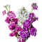 Nyári viola Mix (Matthiola incana Mix) 