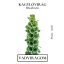 Kagylóvirág (Molucella laevis) (vetőmag) – Palántázás