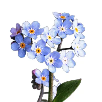Erdei nefelejcs (Myosotis sylvatica ) 
