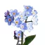 Erdei nefelejcs (Myosotis sylvatica ) (vetőmag) – Palántázás