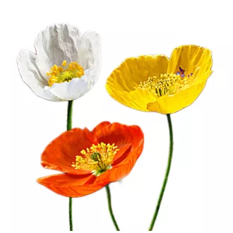Izlandi pipacs (Papaver nudicaule Victory Giants) 