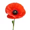Pipacs 1g (Papaver rhoeas) 