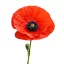 Pipacs 1g (Papaver rhoeas) – Palántázás