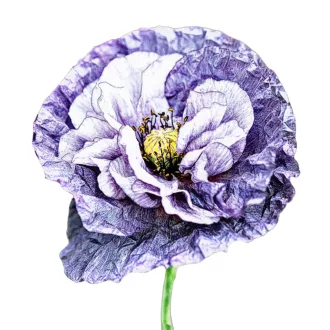 Pipacs szürkés-lilás (Papaver rhoeas Amazing Grey) (vetőmag) – Palántázás