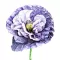 Pipacs szürkés-lilás (Papaver rhoeas Amazing Grey) (vetőmag) – Palántázás