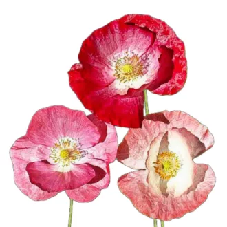Pipacs rózsaszín mix (Papaver rhoeas Shirley Single Mix) 