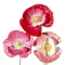 Pipacs rózsaszín mix (Papaver rhoeas Shirley Single Mix) 
