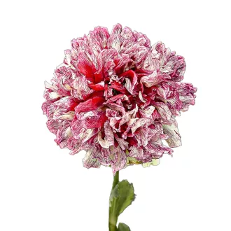   Kerti mák "Flemish Antique Peony (Papaver somniferum Flemish Antique Peony) 