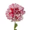 Kerti mák "Flemish Antique Peony (Papaver somniferum Flemish Antique Peony) 