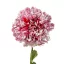 Kerti mák "Flemish Antique Peony – Palántázás