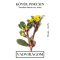 Kövér porcsin (Portulaca oleracea var. sativa) (vetőmag) – Palántázás