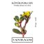 Kövér porcsin (Portulaca oleracea var. sativa) (vetőmag) – Palántázás