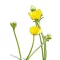 Réti boglárka (Ranunculus acris) (vetőmag) – Palántázás