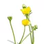 Réti boglárka (Ranunculus acris) (vetőmag) – Palántázás