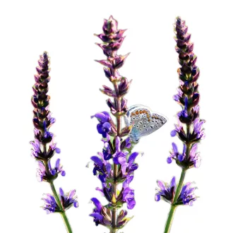 Ligeti zsálya 1g (Salvia nemorosa) 