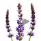 Ligeti zsálya 1g (Salvia nemorosa) 