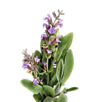 Orvosi-zsalya-Salvia-officinalis