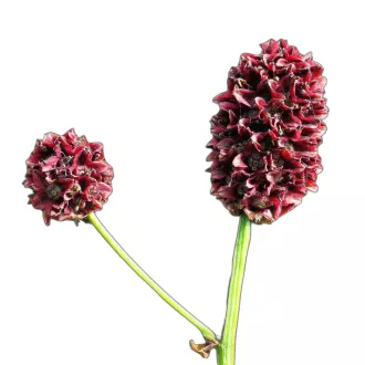Őszi vérfű (Sanguisorba officinalis) (vetőmag) – Palántázás