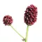 Őszi vérfű (Sanguisorba officinalis) (vetőmag) – Palántázás