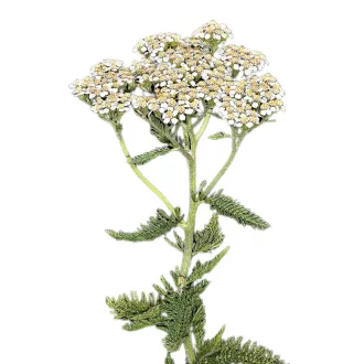 Közönséges cickafark 1g (Achillea millefolium)