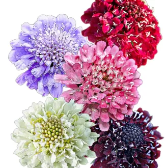 Ördögszem Mix (Scabiosa atropurpurea Formula Mix) 