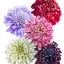 Ördögszem Mix (Scabiosa atropurpurea Formula Mix) (vetőmag) – Palántázás