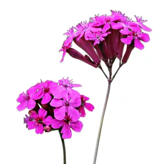 Kerti habszegfű (Silene armeria) 