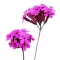 Kerti habszegfű (Silene armeria) 