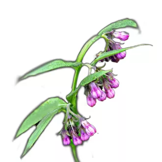 Fekete nadálytő (Symphytum officinale)