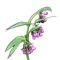 Fekete nadálytő (Symphytum officinale)