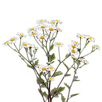 Őszi margitvirág (Tanacetum parthenium) (vetőmag) – Palántázás