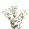 Őszi margitvirág (Tanacetum parthenium)