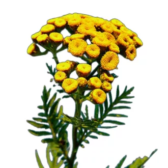 Gilisztaűző varádics (Tanacetum vulgare) (vetőmag) – Palántázás