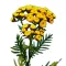 Gilisztaűző varádics (Tanacetum vulgare) (vetőmag) – Palántázás