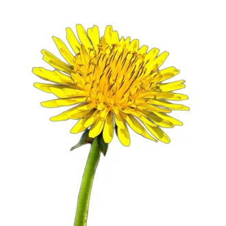 Pitypang (Taraxacum officinale) (vetőmag) – Palántázás