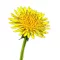Pitypang (Taraxacum officinale)