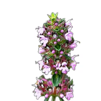 Hegyi-kakukkfu-Thymus-pulegioides