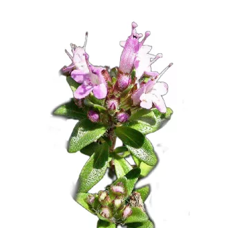 Keskenylevelu-kakukkfu-Thymus-serpyllum