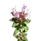 Keskenylevelű kakukkfű (Thymus serpyllum)