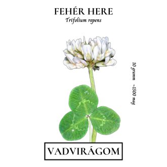 Fehérhere 10g (Trifolium repens)