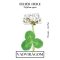 Fehérhere 10g (Trifolium repens)