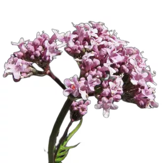 Orvosi macskagyökér (Valeriana officinalis) (vetőmag) – Palántázás