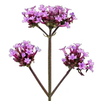 Ernyős verbéna 0,5g (Verbena bonariensis) 