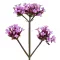 Ernyős verbéna 0,5g (Verbena bonariensis) 