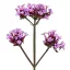 Ernyős verbéna 0,5g (Verbena bonariensis) – Palántázás