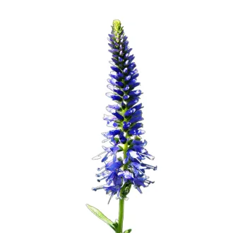 Macskafarkú veronika (Veronica spicata) (vetőmag) – Palántázás