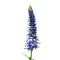 Macskafarkú veronika (Veronica spicata) (vetőmag) – Palántázás