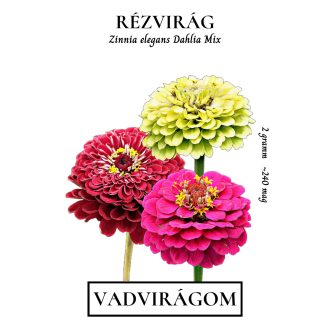 Rézvirág Dahlia Mix 2g (Zinnia elegans Dahlia Mix) 