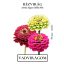 Rézvirág Dahlia Mix 2g (Zinnia elegans Dahlia Mix) – Palántázás