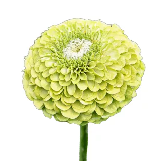 Rézvirág Super Yoga Lime green – Palántázás